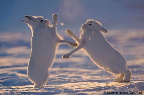 Волк в прыжке "ухватил" фотопремию Wildlife Photographer 2009