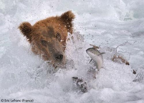 Волк в прыжке "ухватил" фотопремию Wildlife Photographer 2009