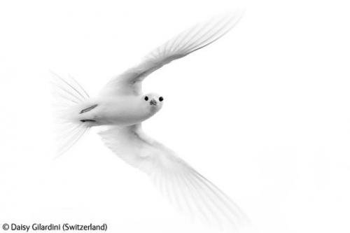 Волк в прыжке "ухватил" фотопремию Wildlife Photographer 2009