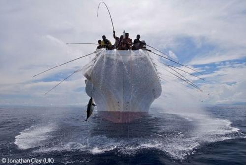 Волк в прыжке "ухватил" фотопремию Wildlife Photographer 2009