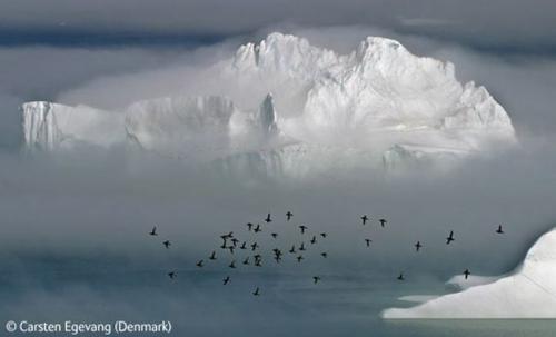 Волк в прыжке "ухватил" фотопремию Wildlife Photographer 2009