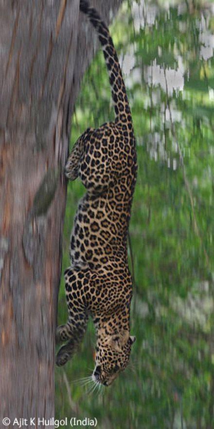 Волк в прыжке "ухватил" фотопремию Wildlife Photographer 2009