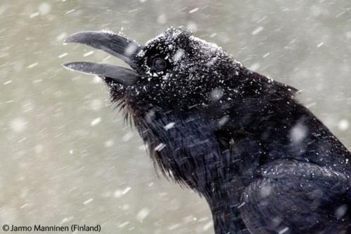 Волк в прыжке "ухватил" фотопремию Wildlife Photographer 2009