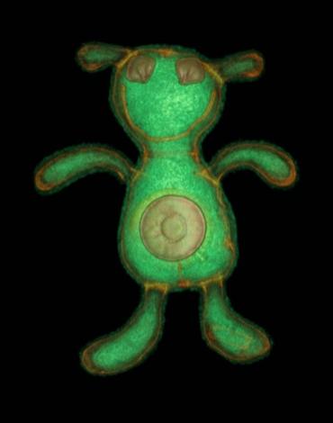 Студент-медик открывает мир через рентгеновские снимки