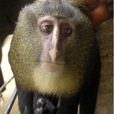 В Конго обнаружили обезьян с человеческими глазами