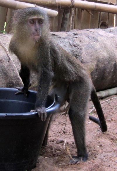 В Конго обнаружили обезьян с человеческими глазами