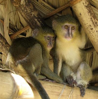 В Конго обнаружили обезьян с человеческими глазами