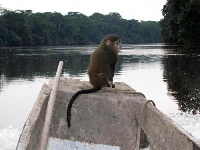 В Конго обнаружили обезьян с человеческими глазами