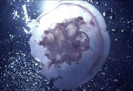 На Испанию напали гигантские медузы