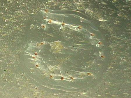 На Испанию напали гигантские медузы