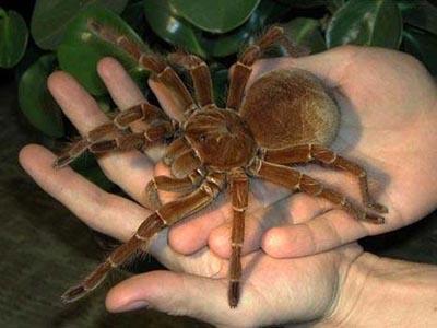 Самый большой в мире паук обитает везде, кроме Антарктиды