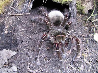 Самый большой в мире паук обитает везде, кроме Антарктиды