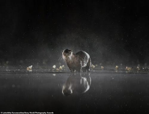 Лучшие снимки с конкурса Sony World Photography Award 2020