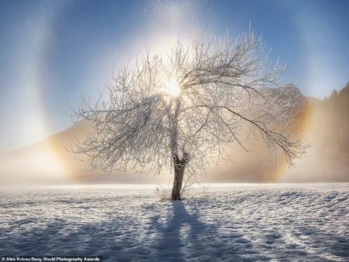 Лучшие снимки с конкурса Sony World Photography Award 2020