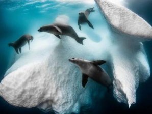 Лучшие снимки с конкурса Sony World Photography Award 2020