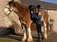 Самая большая лошадь Великобритании продолжает расти