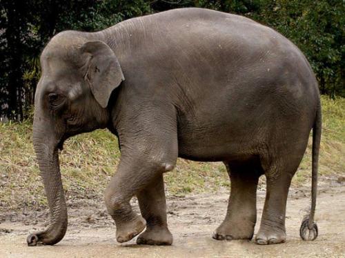 Топ-10 самых больших животных в мире