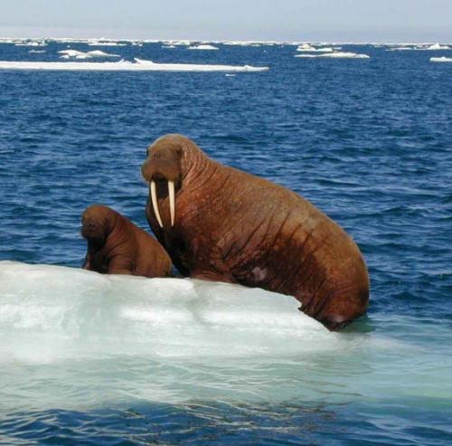 Топ-10 самых больших животных в мире