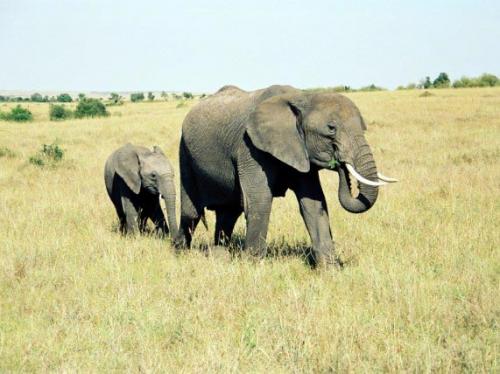 Топ-10 самых больших животных в мире