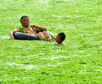Водоросли оккупируют берега Китая
