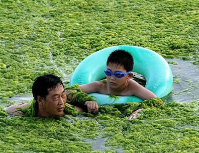 Водоросли оккупируют берега Китая