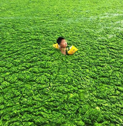 Водоросли оккупируют берега Китая