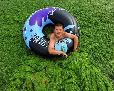 Водоросли оккупируют берега Китая