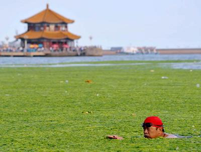 Водоросли оккупируют берега Китая