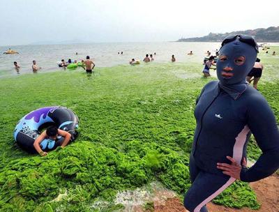 Водоросли оккупируют берега Китая