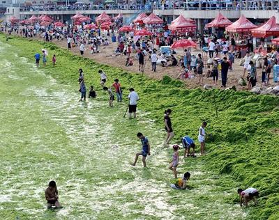 Водоросли оккупируют берега Китая