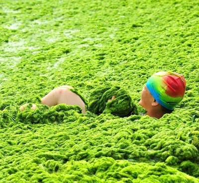 Водоросли оккупируют берега Китая