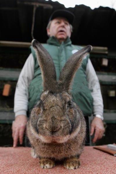 Гигантский кролик идёт на рекорд
