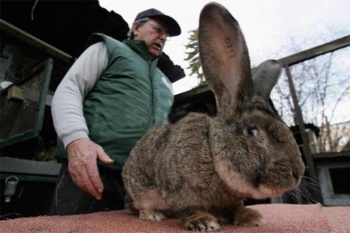 Гигантский кролик идёт на рекорд