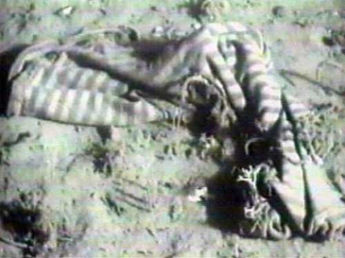 Вся правда о гибели "Комсомольца" — лучшей подводной лодки СССР