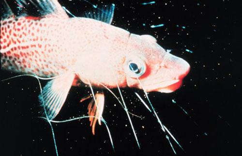 Самые удивительные рыбы-фрики