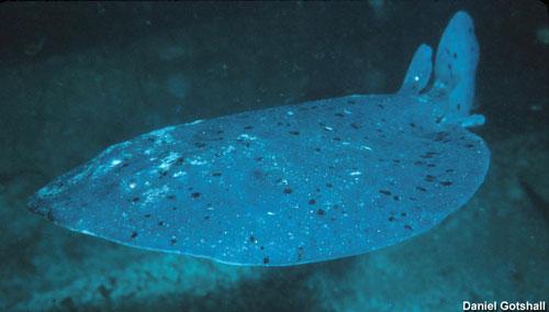 Самые удивительные рыбы-фрики