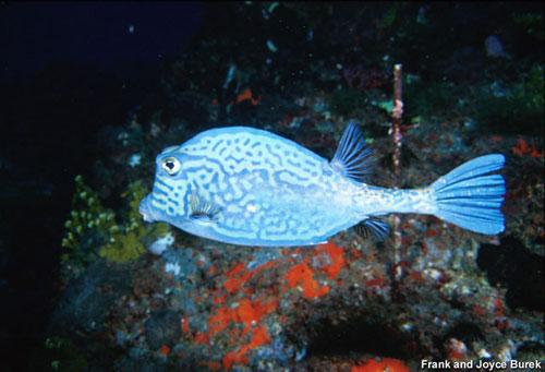 Самые удивительные рыбы-фрики