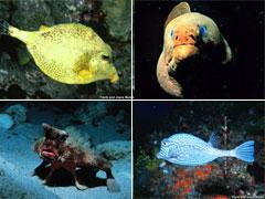 Самые удивительные рыбы-фрики