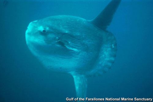 Самые удивительные рыбы-фрики