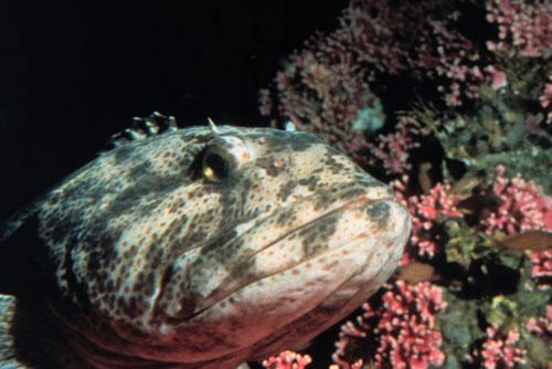 Самые удивительные рыбы-фрики