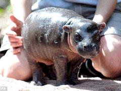 В Австралии родился карликовый бегемот