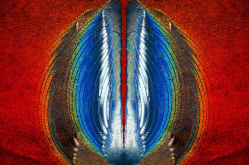 Победители конкурса микрофотографии Small World от Nikon: лучшие из лучших