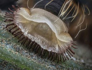 Победители конкурса микрофотографии Small World от Nikon: лучшие из лучших