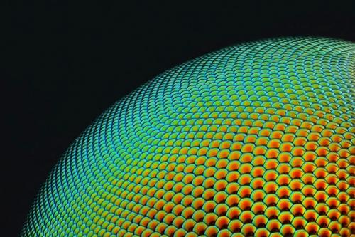 Победители конкурса микрофотографии Small World от Nikon: лучшие из лучших