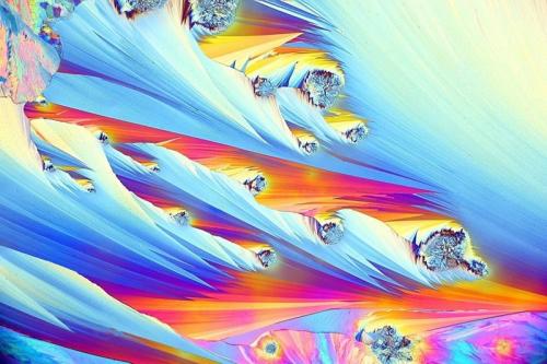 Победители конкурса микрофотографии Small World от Nikon: лучшие из лучших