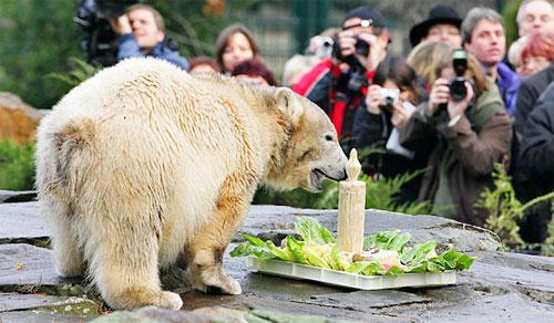 На день рождения Кнут получил пряник