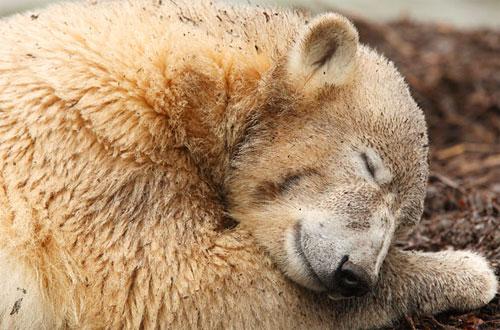 На день рождения Кнут получил пряник