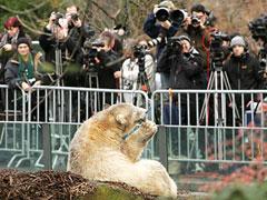 На день рождения Кнут получил пряник