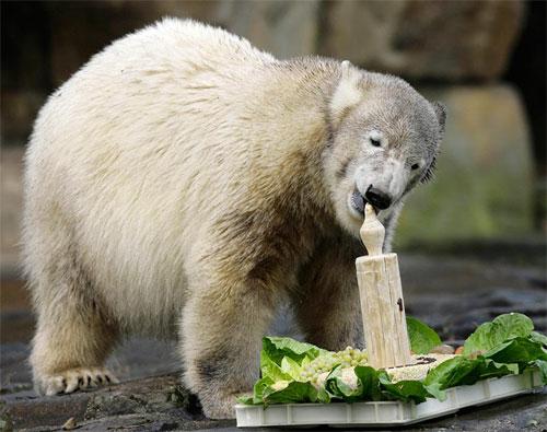На день рождения Кнут получил пряник