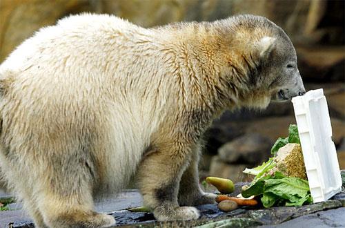 На день рождения Кнут получил пряник